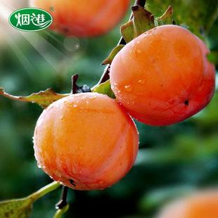 脆柿 柿子水果 台湾品种新鲜小次郎 硬柿子5斤装 新鲜清甜脆柿子